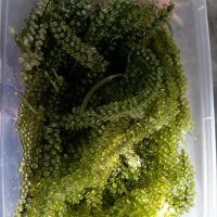 Wholesale Seaweed/ Sea Grape 