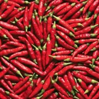Fresh Red/Green Hot chili Pepper Spices and Herbs 