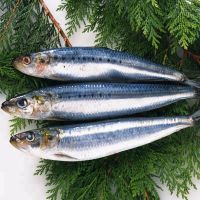 Best quality fresh frozen mackerel from thailand