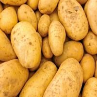 Organic Farm fresh potato in Fresh Potato for Sale