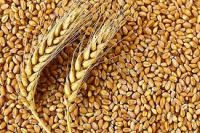 Wheat Grains