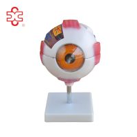 plastic human bulbus oculi orb eye anatomy model