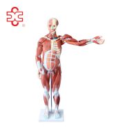 80cm tall plastic human male with organ inside muscle model