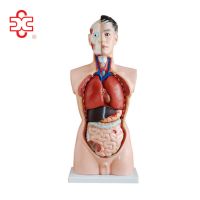 Model XC-201 children education advanced imported pvc human body parts