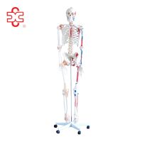 https://es.tradekey.com/product_view/180cm-Tall-With-Muscles-And-Ligaments-Human-Skeleton-Models-9156180.html