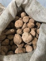 White Truffle for sell