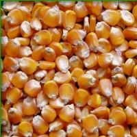 Yellow and White  Corn for Human and Animal Consumption