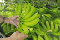 Philippines Cavendish Banana Grade A