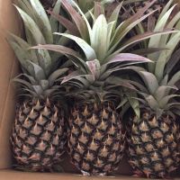 Grade AAA Malaysian N36 Fresh Pineapple