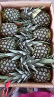 Premium Malaysian Golden MD2 Fresh Pineapple Super Sweet