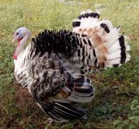 Turkey Bird