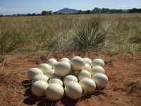 Fertile Ostrich Eggs, Hatching Ostrich Eggs