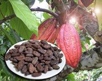 Sun Dried Cocoa Beans(Beans, Juice And Powder)