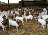 South African Boer Goat