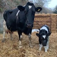 High Milk Yield Pregnant Holstein Heifers