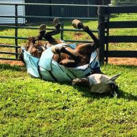Quality Alfalfa Hay Bales