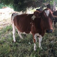  Pregnant Holstein Heifers live cows 