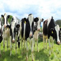 Pregnant Dairy Cattle For Sale, Friesian Holstein Cow available