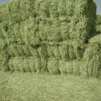 Alfalfa Hay