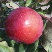 Fresh Apples Red Chief Red Delicious Polish origin