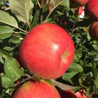 Fresh red delicious apple products