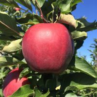 Hot sale red chief apple