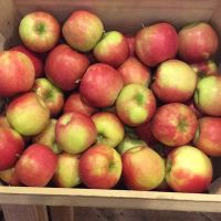 Red chief royal gala apple in competitive prices