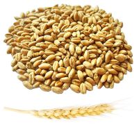Wheat! Best price! Worldwide delivery!