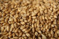 Barley and barley seeds! Best price! Worldwide delivery!