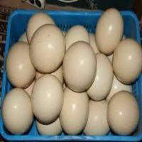 Ostrich eggs for sale