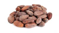 Cocoa Bean Dry
