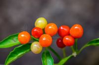 Aji Charapita Chilli