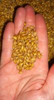 Barley Seeds