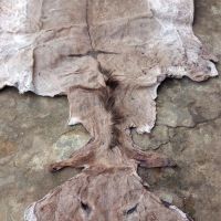 Dry/Wet Salted Donkey Hide (Skin)