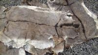 Wet Salted and Dried Donkey Hides/Goat Skin / Salted Cow Hides