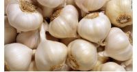 organic fresh white garlic