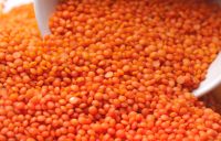 Quality Split Red Lentils & Red Whole Lentils 