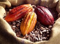 Dried Raw Cocoa Beans