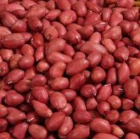 High Quality kenyan Dried New Crop Peanuts Kernel Without Shell