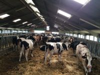 Holstein Friesian cattle / Live cattle / Holstein ,Friesian cattle