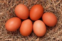 Wholesale Fresh Brown Table Eggs Chicken Eggs.