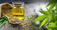 Pure Natural Herbal Extract Cannabidiol CBD Oil