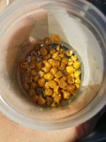 100% whole Ox/Cow Gallstones for sale