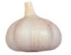 supply best garlic