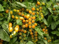 Wholesale grape tomato seeds 4