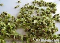 Wholesale moringa pkm1 seed for sale