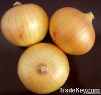 Wholesale yellow onion