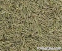 Wholesale CUMIN SEEDS