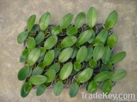 Wholesale phalaenopsis seedling