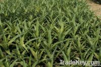 Wholesale Md2 Pineapple Plantlets